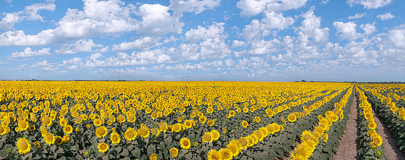Sunflowers 7
