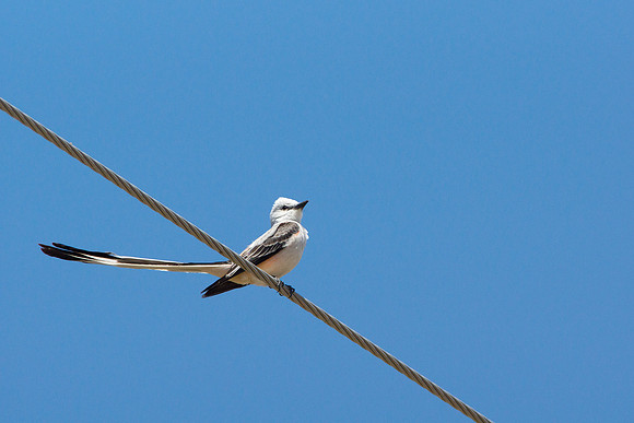 Scissor-tailed Flycatcher