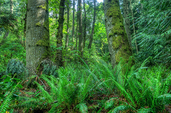 Ruckle Provincial Park 2