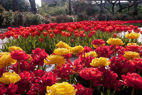 Tulips 32
