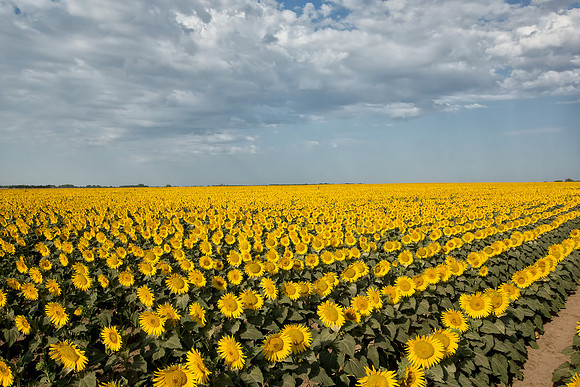 Sunflowers 8