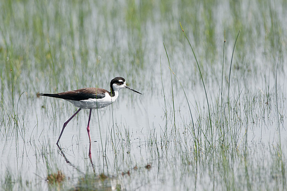 Black-necked Stilt 2