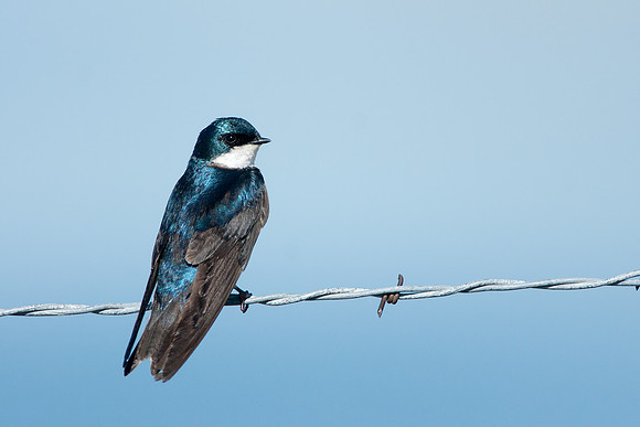 Tree Swallow