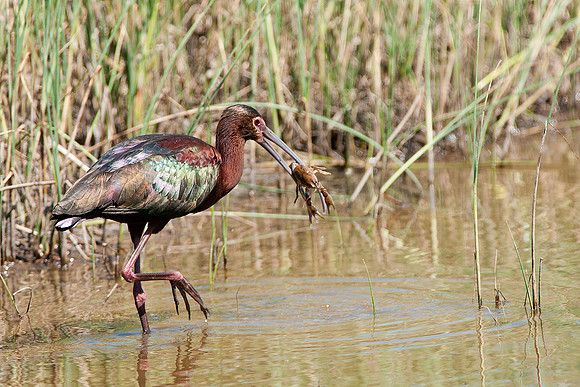 White-faced Ibis