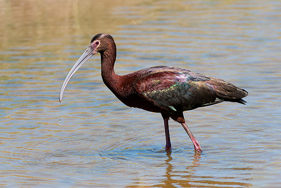 White-faced Ibis 2