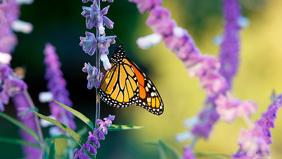 02 Monarch