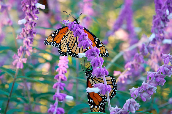 04 Monarch