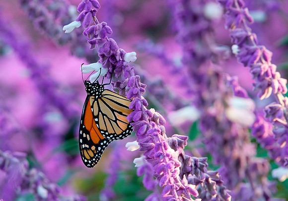 01 Monarch