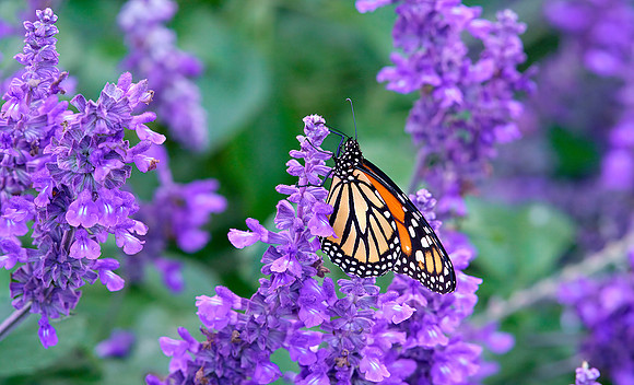 09 Monarch