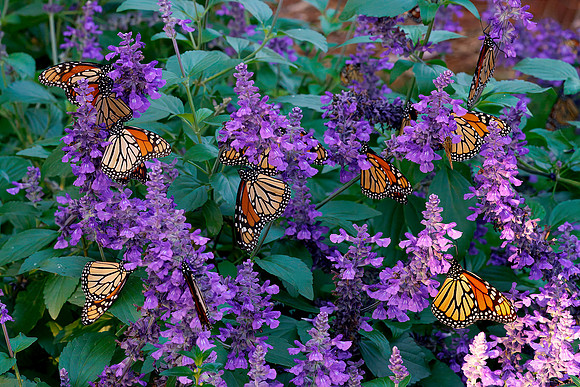 06 Monarch