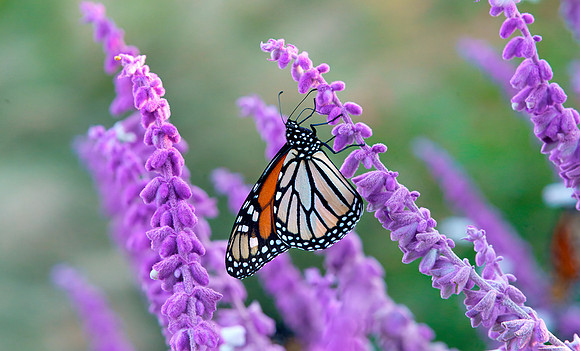 10 Monarch