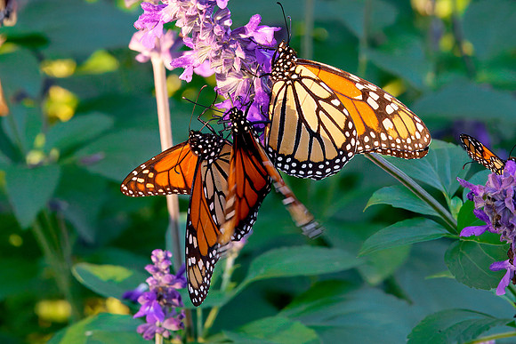 07 Monarch