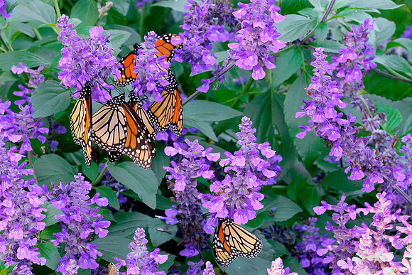 08 Monarch