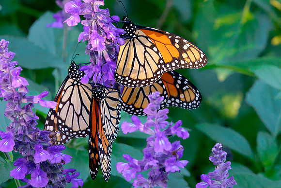 13 Monarch