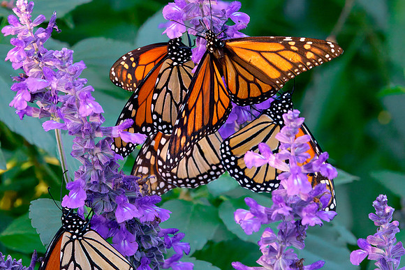 15 Monarch