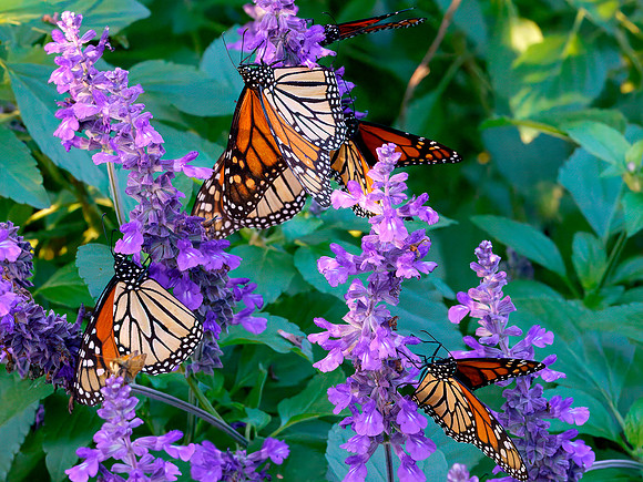 16 Monarch