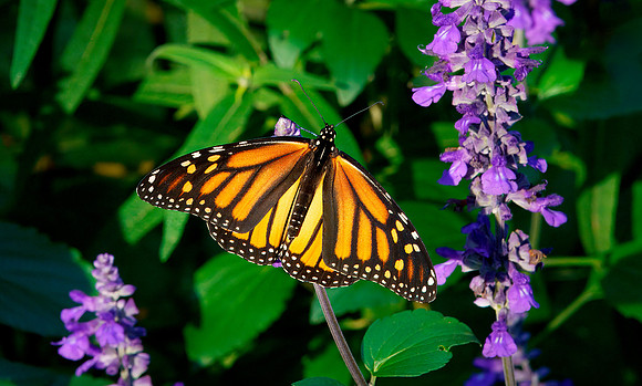 18 Monarch