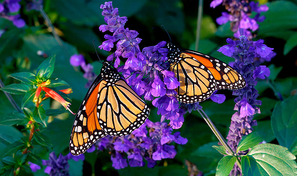 19 Monarch