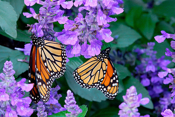 17 Monarch