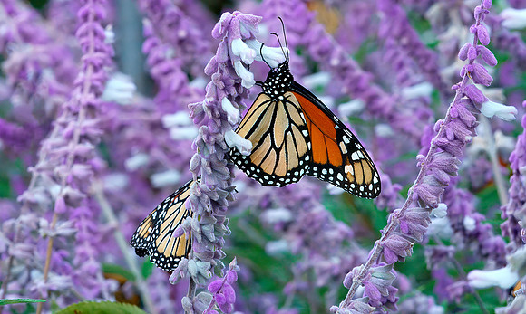 20 Monarch