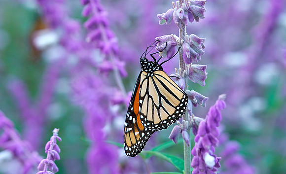 21 Monarch