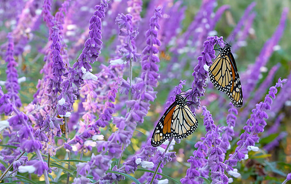11 Monarch