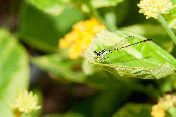 Damselfly