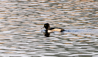 17 Ring-necked Duck