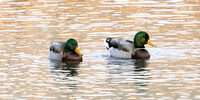 18 Mallard Ducks