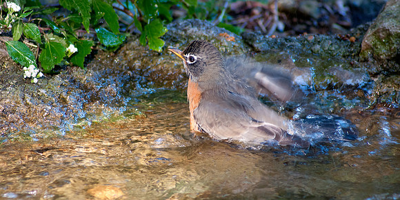 American Robin