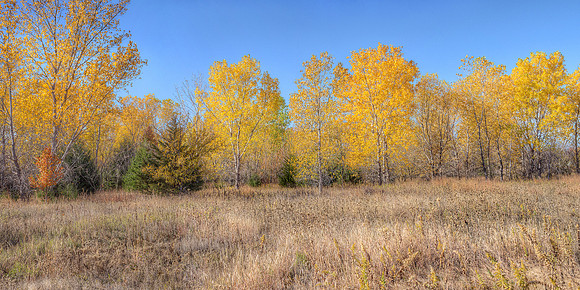 Cottonwood 1