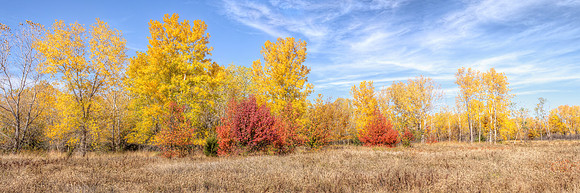 Cottonwood 2