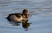 05 Ring-necked Duck