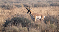 04 Pronghorn