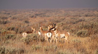 03 Pronghorn