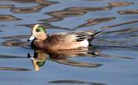 06 Wigeon