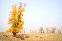 09 Narrowleaf Cottonwood