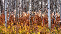 08 Fireweed
