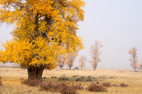 10 Narrowleaf Cottonwood