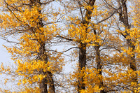 07 Narrowleaf Cottonwood