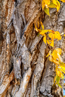11 Narrowleaf Cottonwood