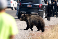 13 Grizzly 1063