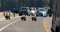 14 Grizzly 1063