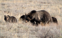 15 Grizzly 1063