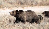 16 Grizzly 1063