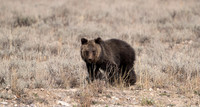 17 Grizzly 1063 Cub