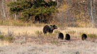 18 Grizzly 1063