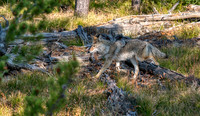 20 Coyote