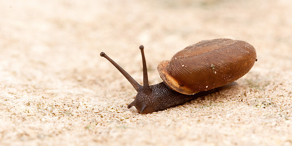 Land Snail