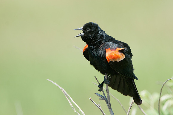 Red-winged Blackbird 3